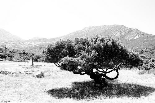 corse3